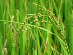 Arroz en Uruguay