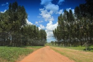 Forestación en Uruguay